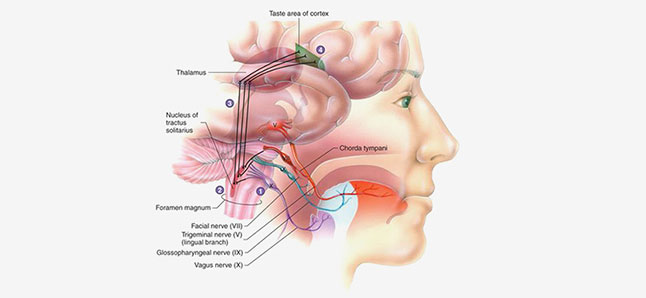 Egent Centers for Ear, Nose and throat. Neural stimulation