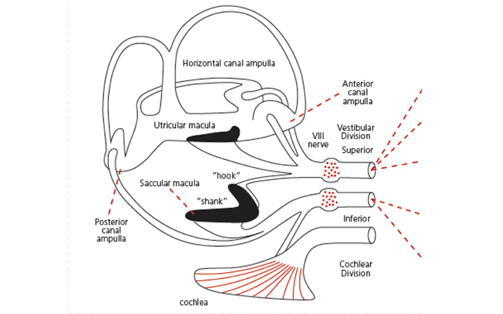 Egent Centers for Ear, Nose and throat. Vesibular test