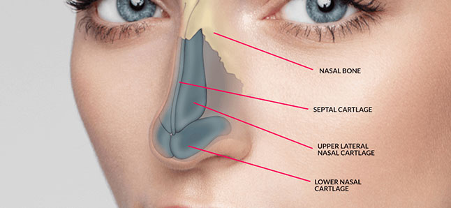 Egent Centers for Ear, Nose and throat. Nose surgery